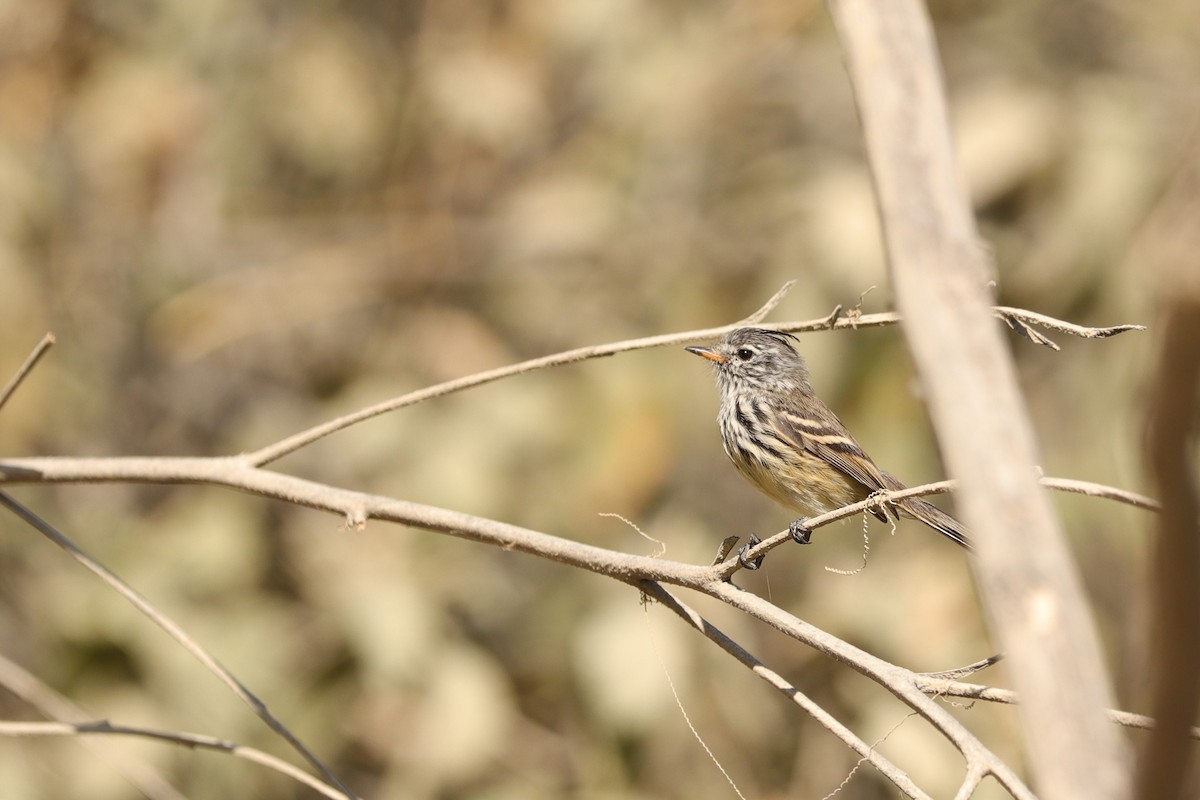 Yellow-billed Tit-Tyrant - ML610193246