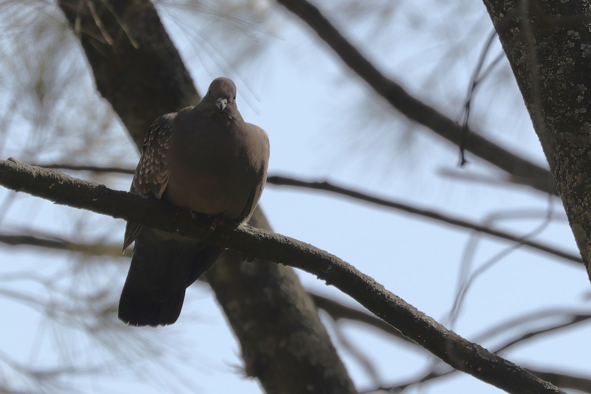 Spot-winged Pigeon - ML610193247