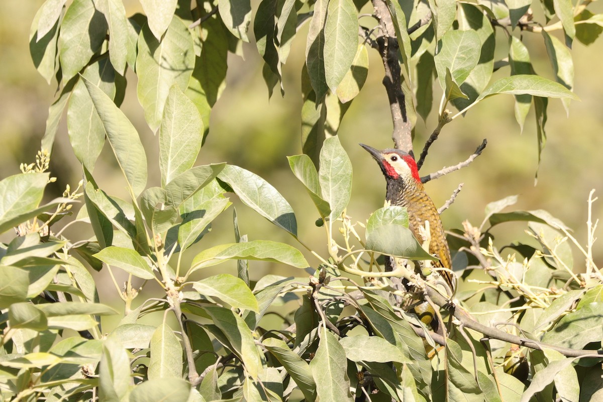 Black-necked Woodpecker - ML610193252