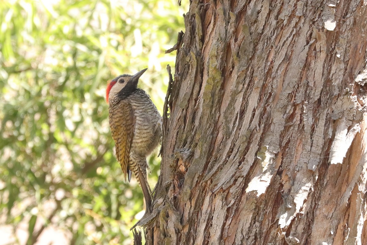 Black-necked Woodpecker - Clayton Borzini