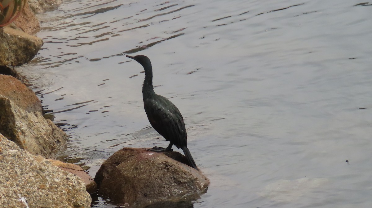 Pelagic Cormorant - Petra Clayton