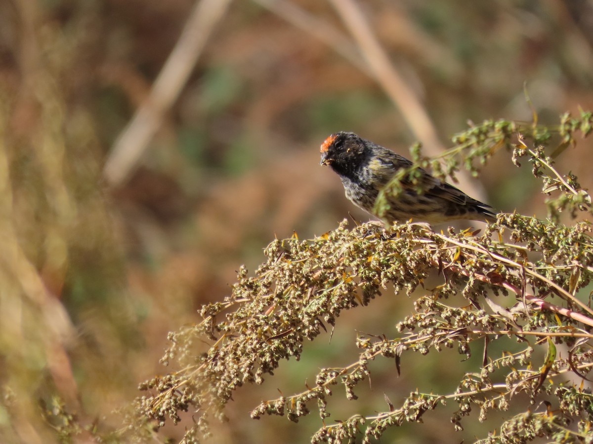 Fire-fronted Serin - Andrey Apashkin