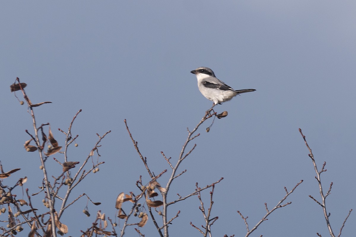 ML610193418 - Loggerhead Shrike - Macaulay Library