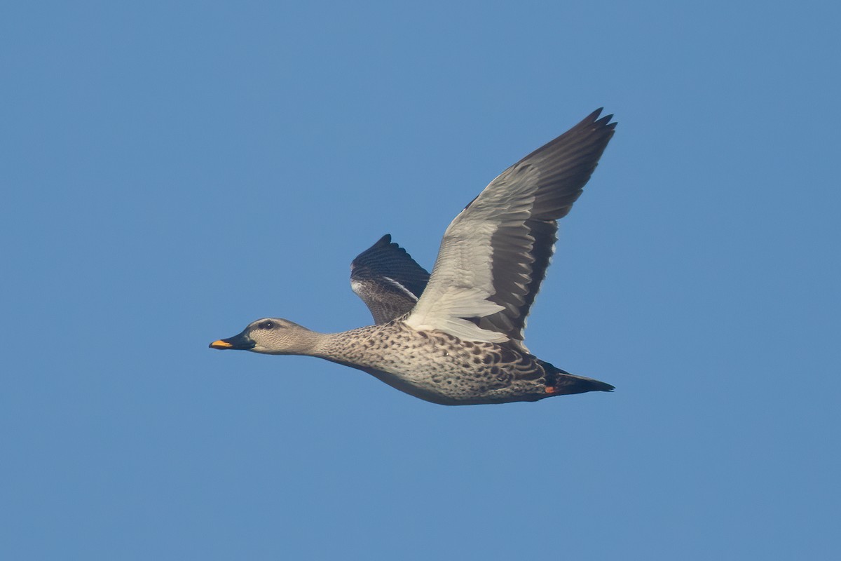 Indian Spot-billed Duck - ML610193422