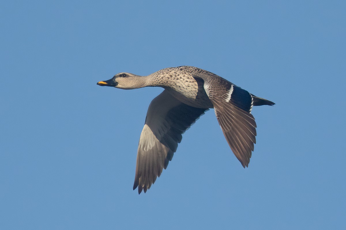 Indian Spot-billed Duck - ML610193423
