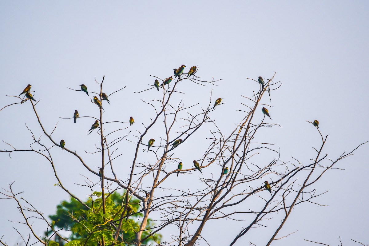 European Bee-eater - Abhishek Sharma