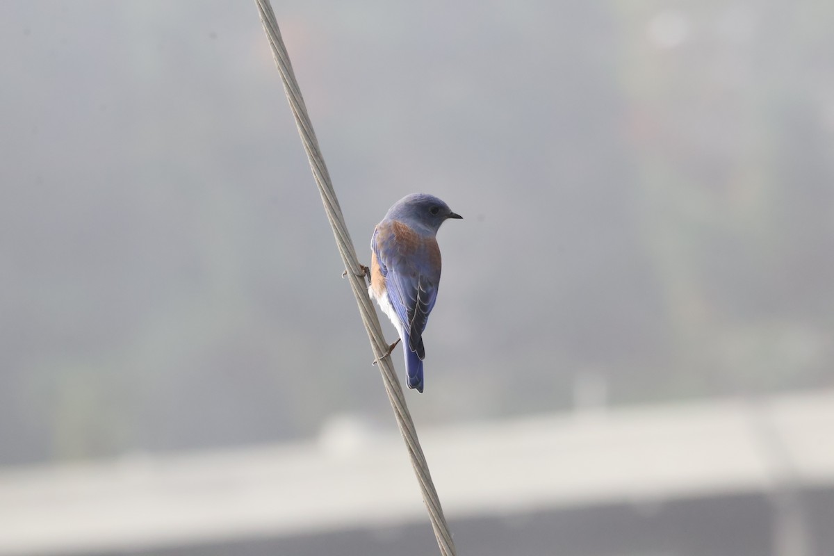 Western Bluebird - ML610193492