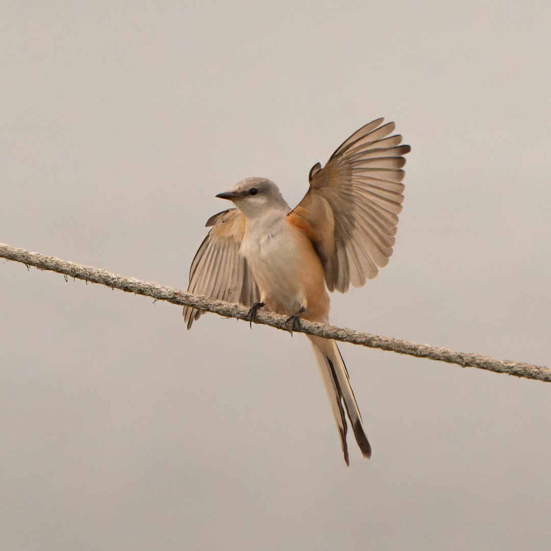 Scissor-tailed Flycatcher - Jeffer Giang