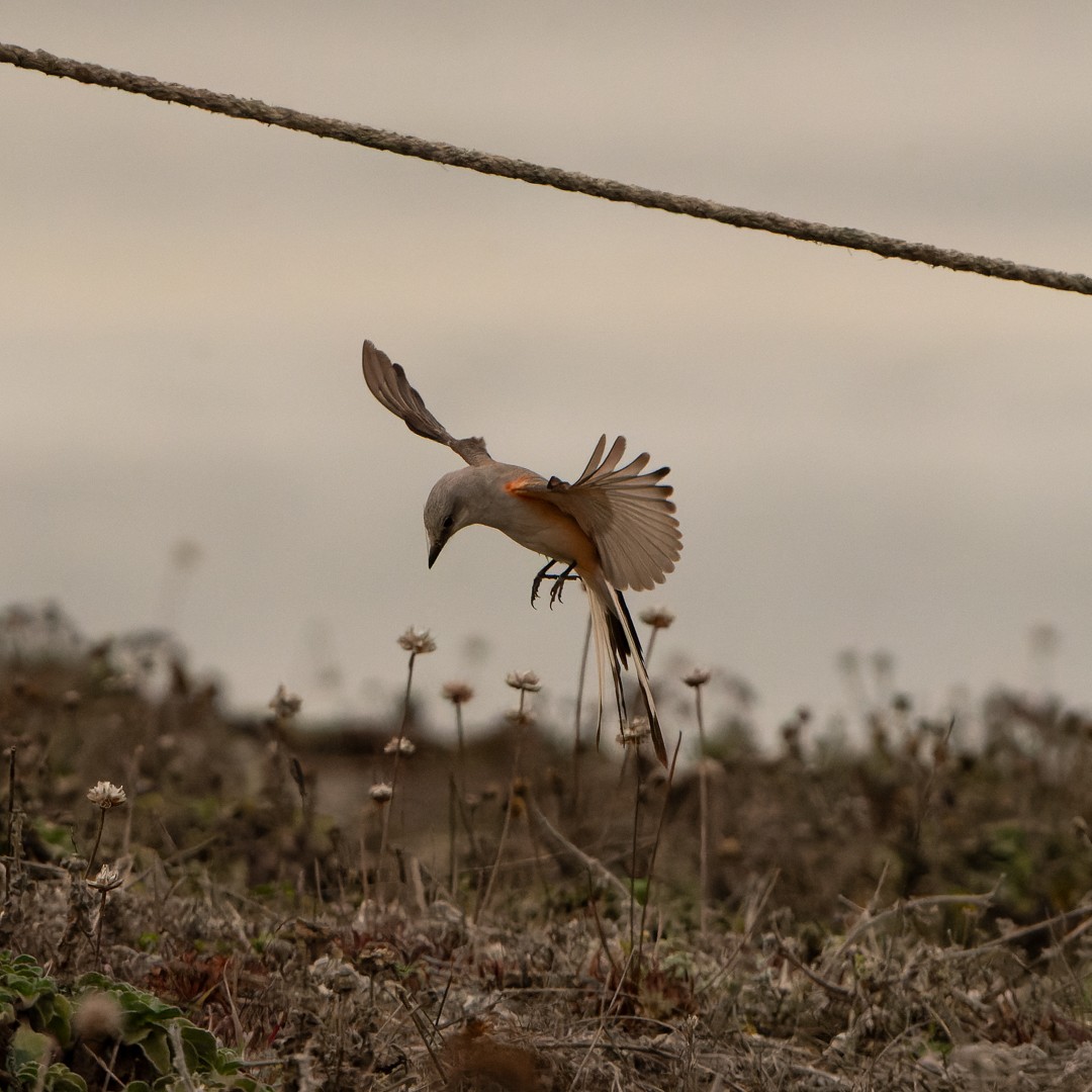 Scissor-tailed Flycatcher - Jeffer Giang