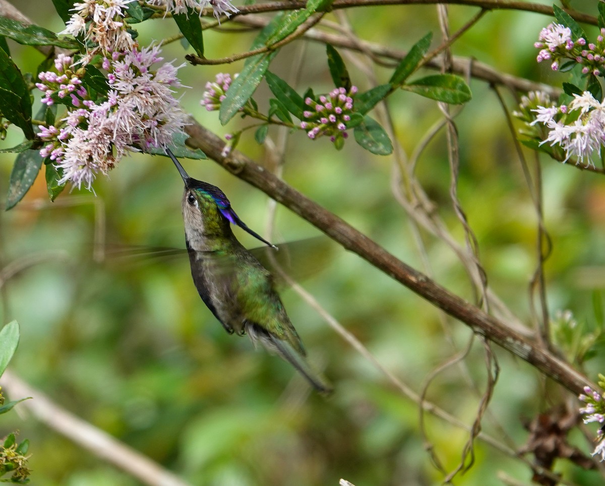 Purple-crowned Plovercrest - ML610193528