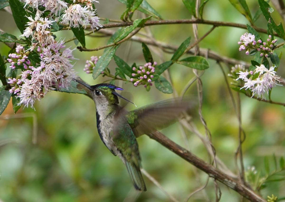 Purple-crowned Plovercrest - ML610193530