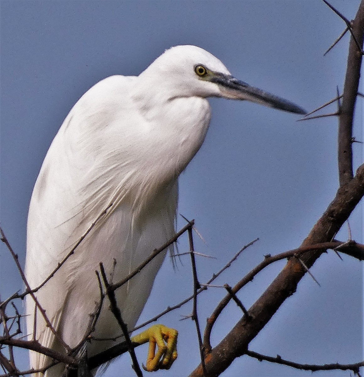 Little Egret - ML610193579