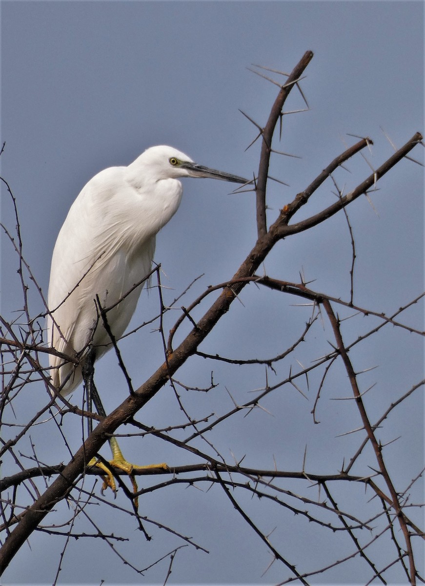 Little Egret - ML610193580