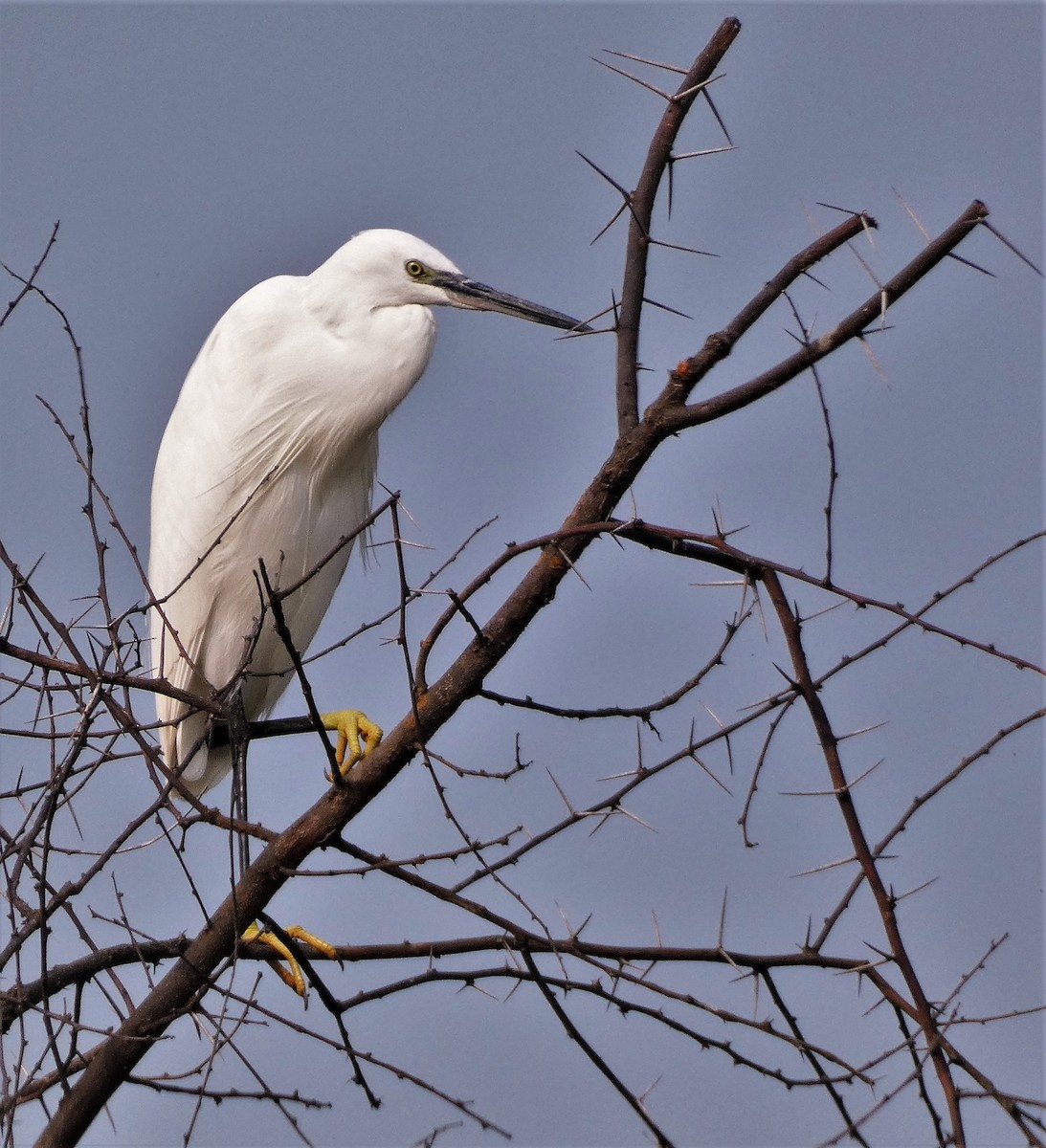 Little Egret - ML610193581