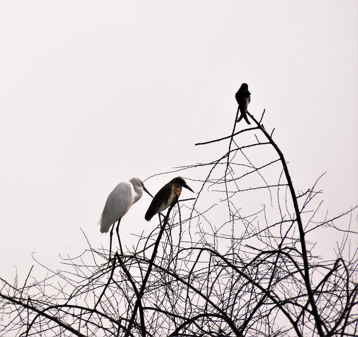 Indian Pond-Heron - ML610193584