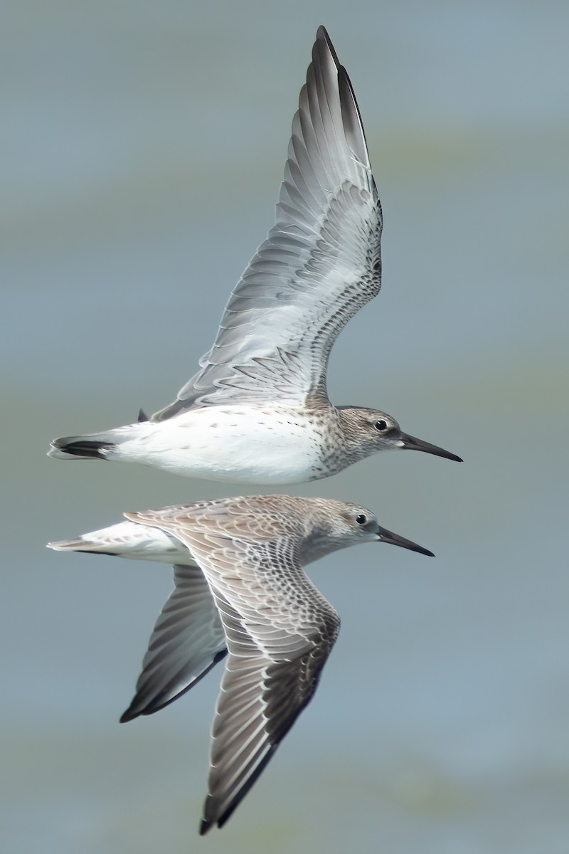 Great Knot - ML610193587