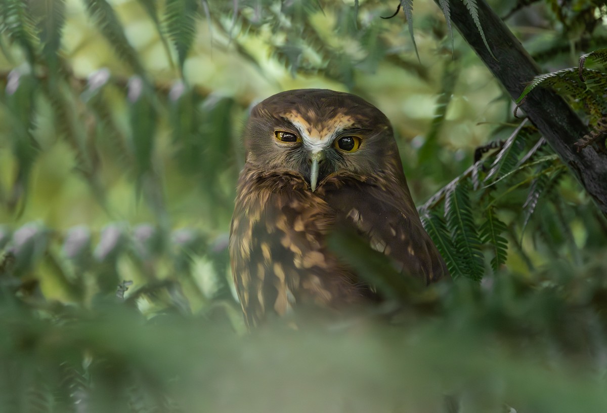 Morepork - ML610193589