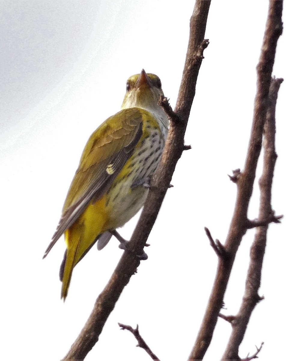 Indian Golden Oriole - ML610193606