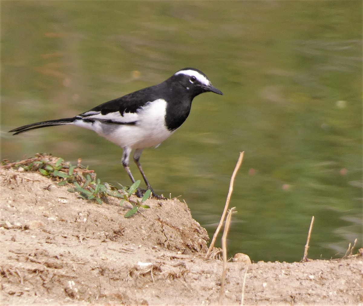 White-browed Wagtail - ML610193615