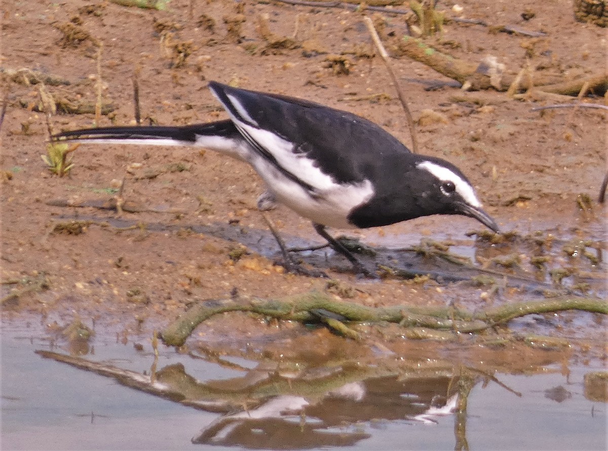 White-browed Wagtail - ML610193616