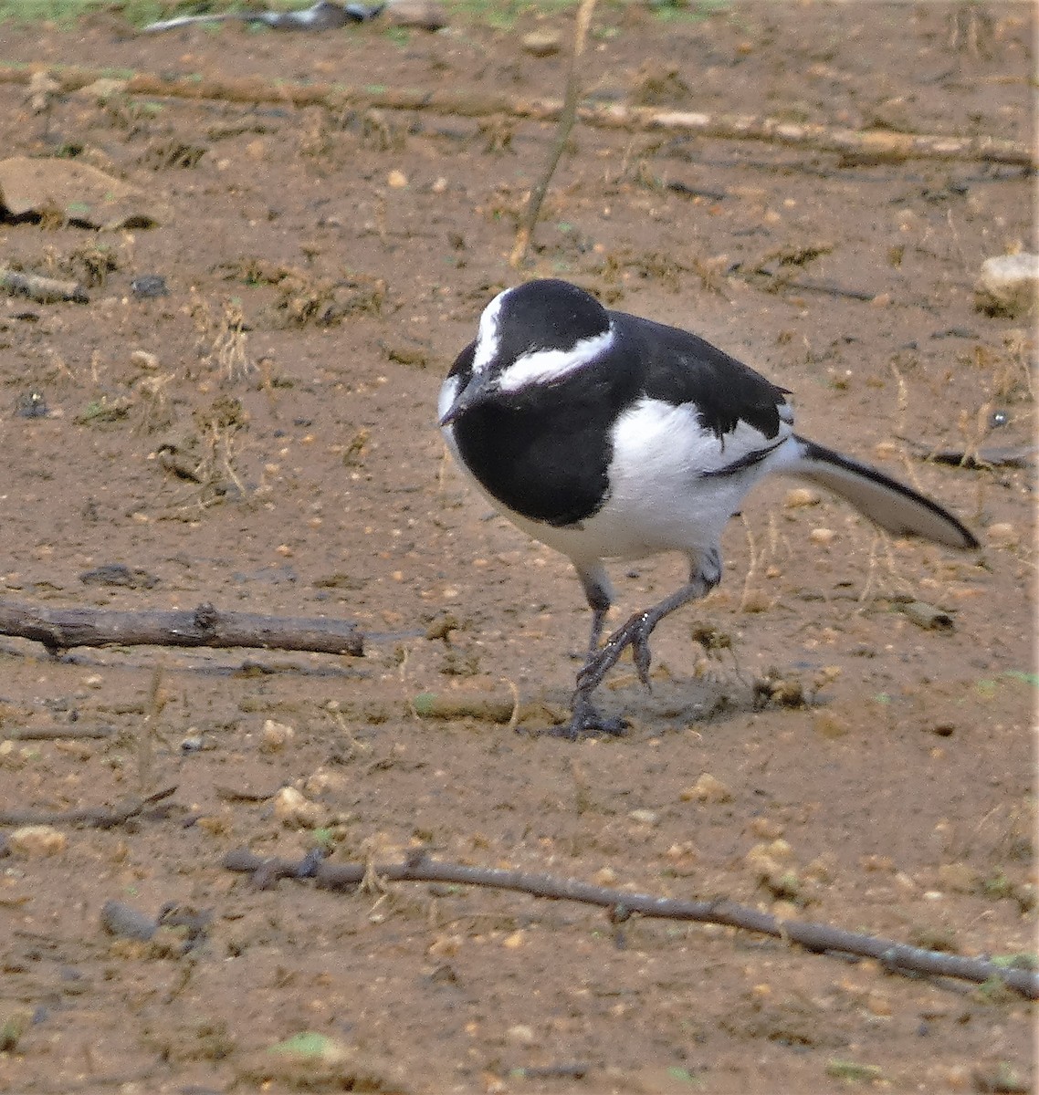 White-browed Wagtail - ML610193617