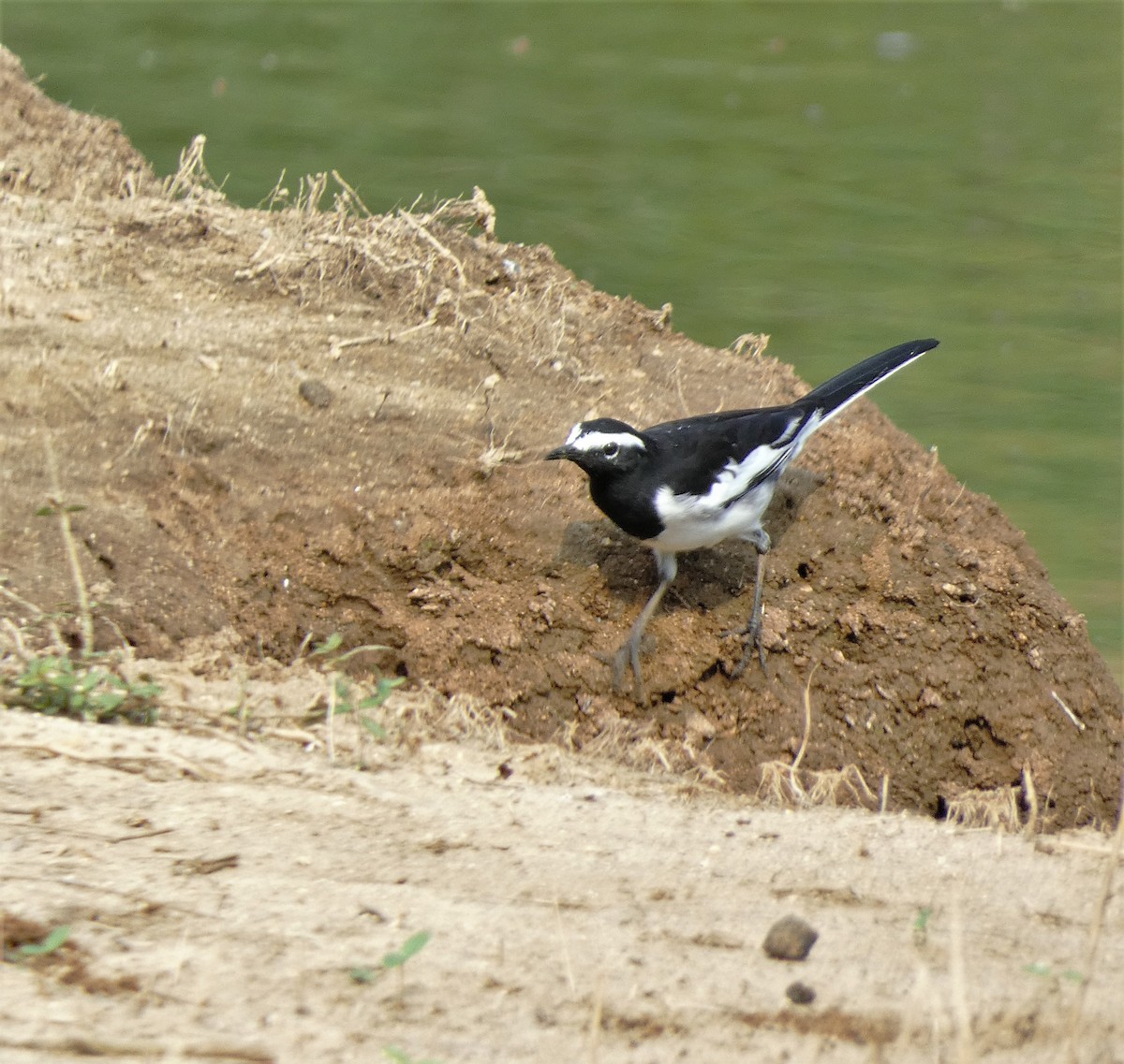 White-browed Wagtail - ML610193619