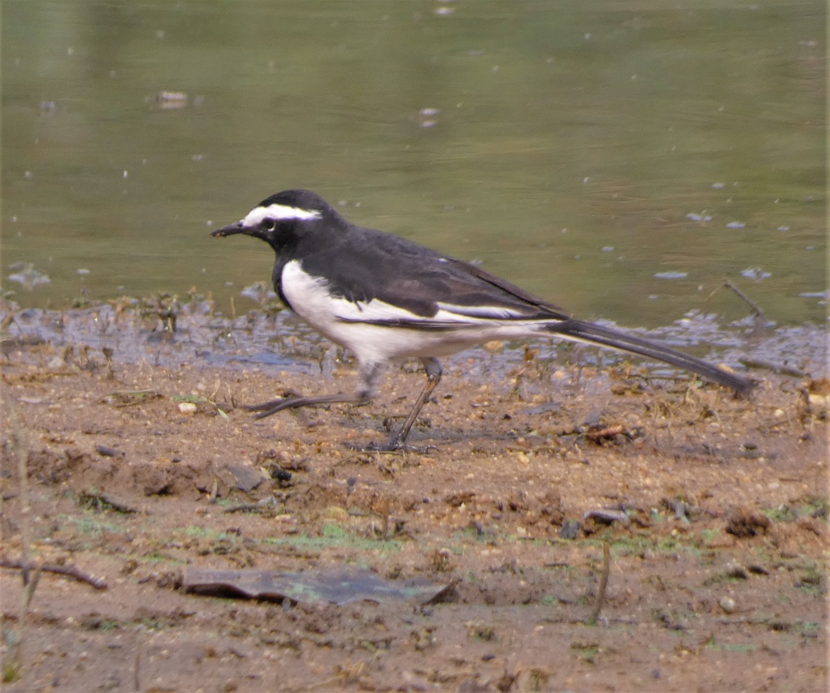 White-browed Wagtail - ML610193620