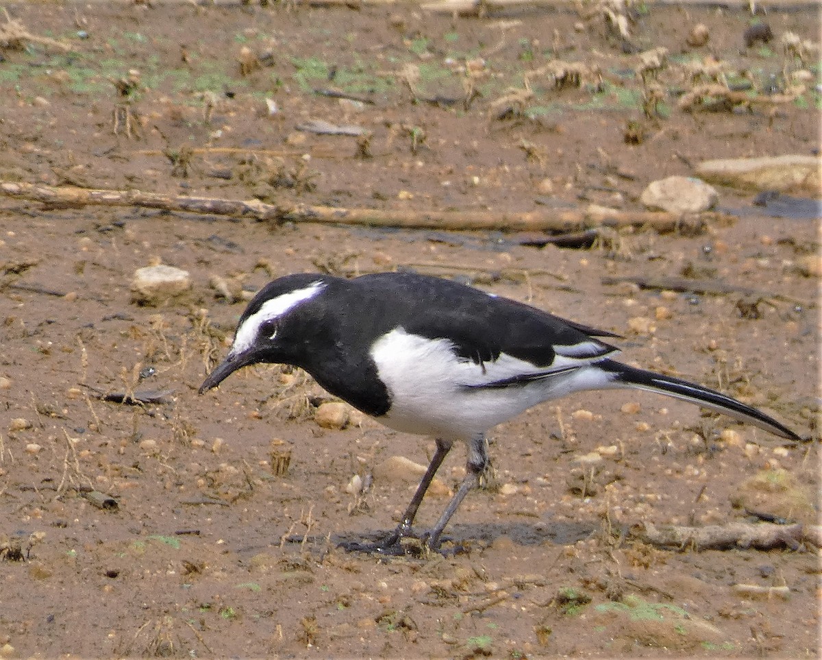 White-browed Wagtail - ML610193621