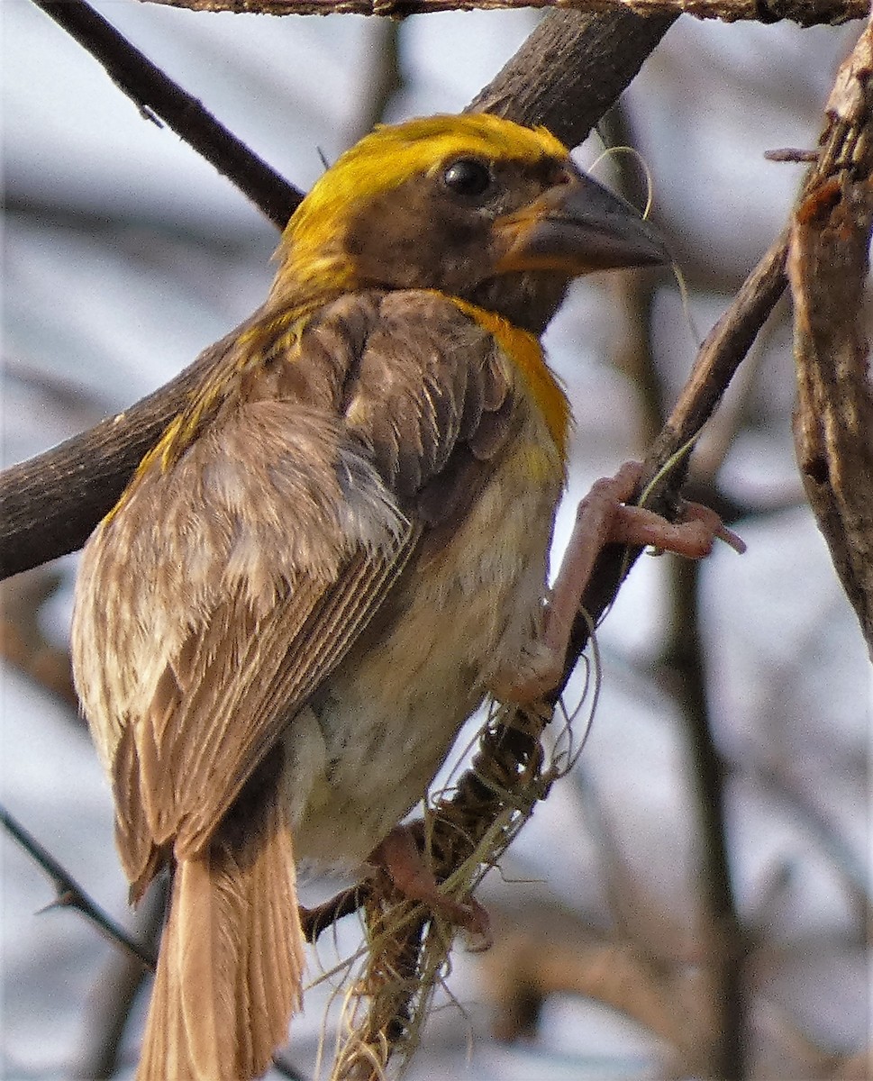 Baya Weaver - ML610193624