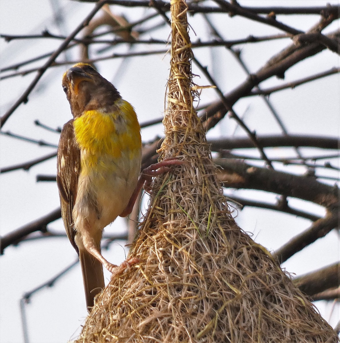 Baya Weaver - ML610193627