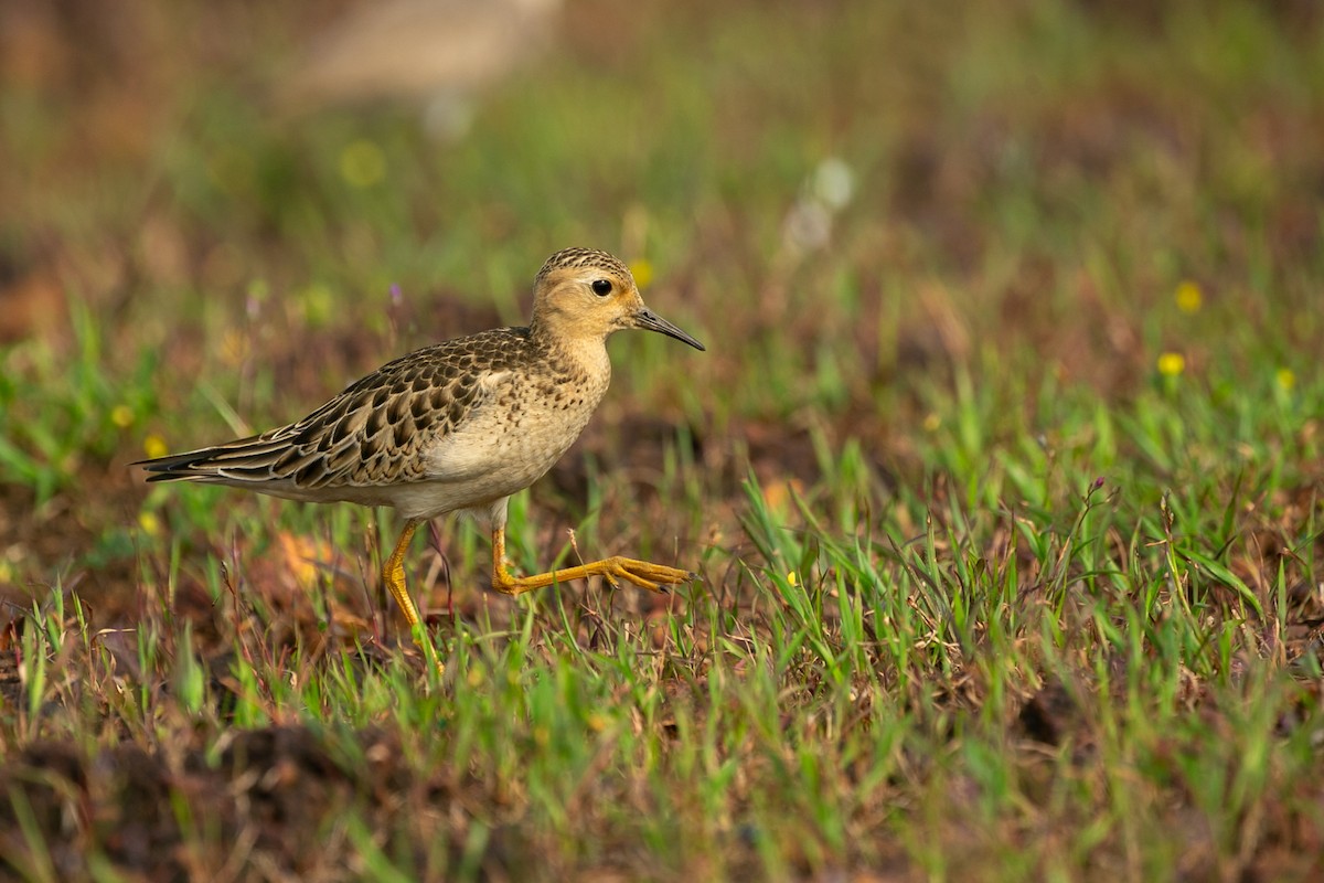 Buff-breasted Sandpiper - David Raju