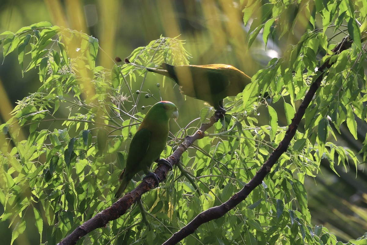 Yellow-breasted Racquet-tail - ML610193726