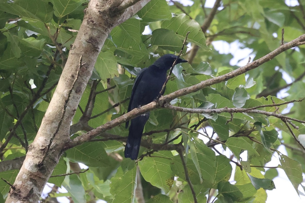 Sulawesi Cicadabird - ML610193780