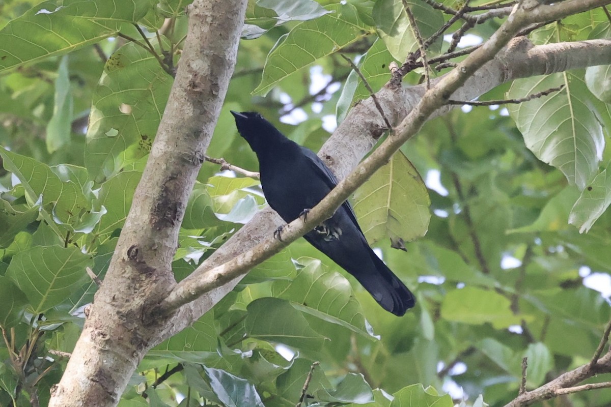 Sulawesi Cicadabird - Andrew William