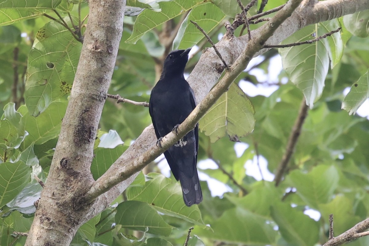 Sulawesi Cicadabird - Andrew William