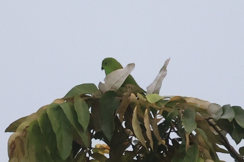Sulawesi Hanging-Parrot - ML610193815