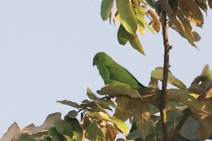 Sulawesi Hanging-Parrot - ML610193816