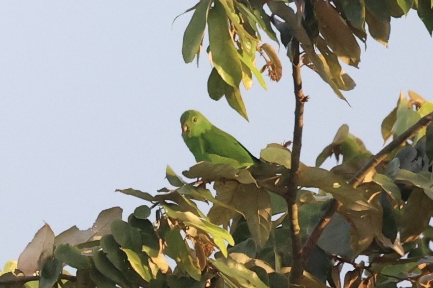 Sulawesi Hanging-Parrot - ML610193817