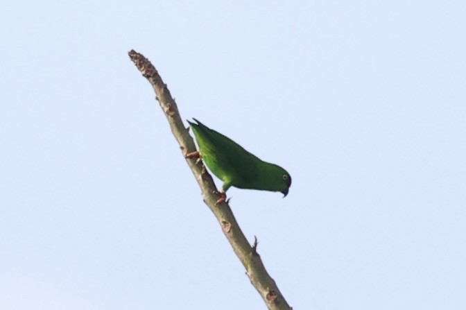 Sulawesi Hanging-Parrot - ML610193819
