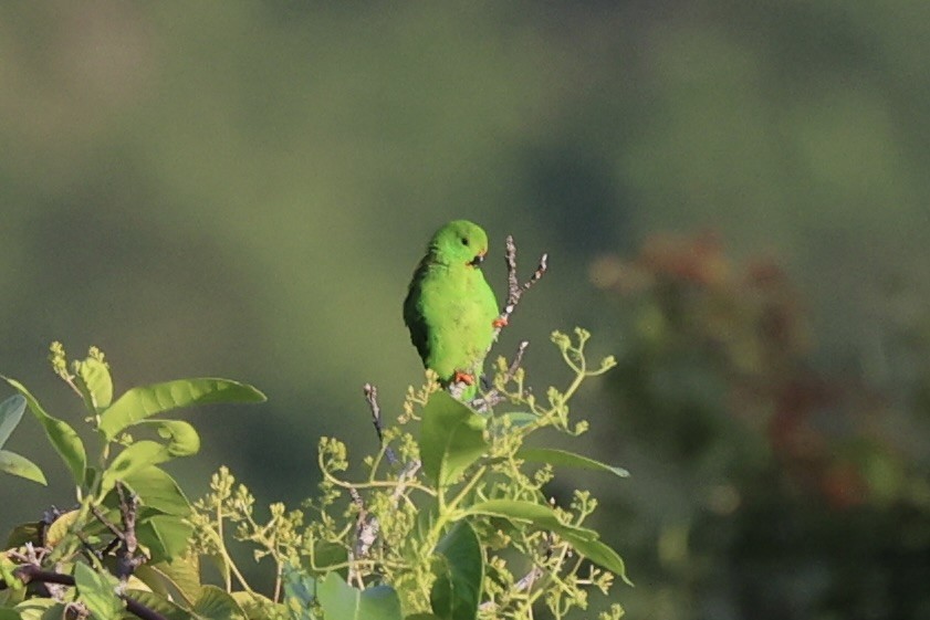 Sulawesi Hanging-Parrot - ML610193821