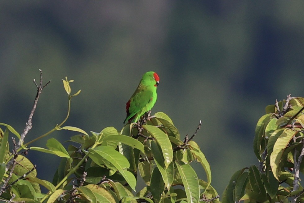Sulawesi Hanging-Parrot - ML610193822