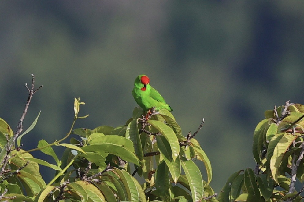 Sulawesi Hanging-Parrot - ML610193823