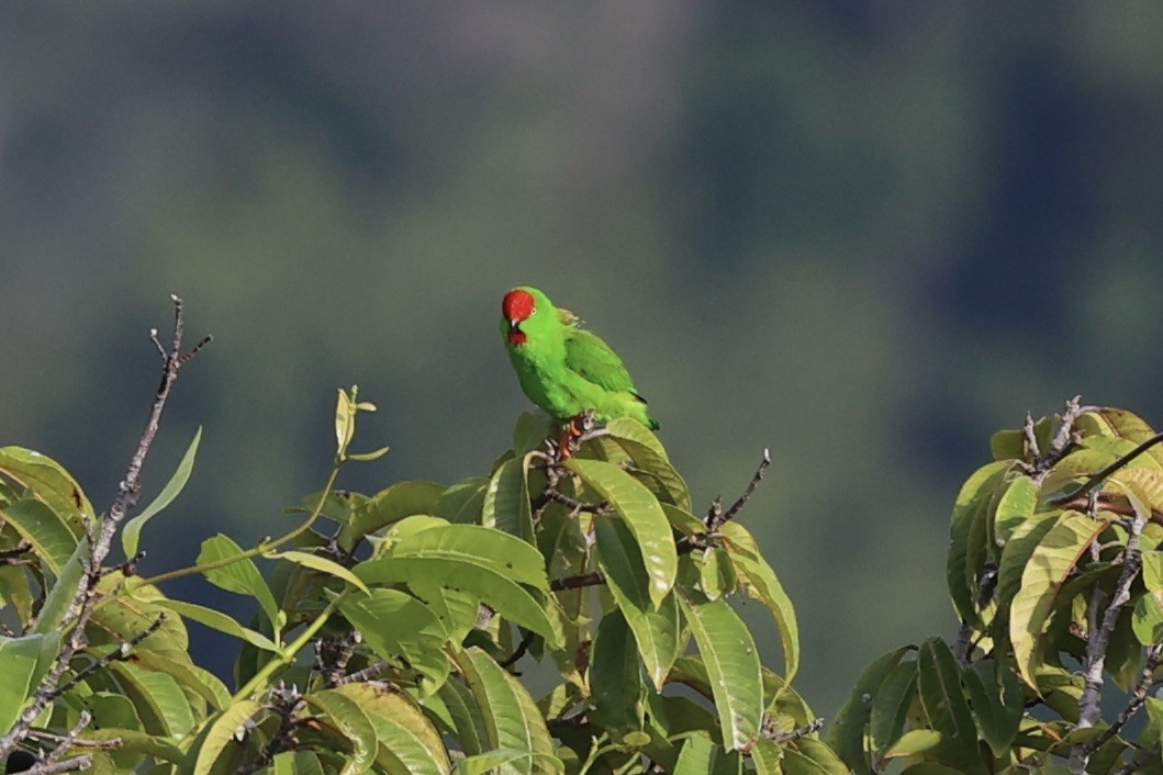 Sulawesi Hanging-Parrot - ML610193824