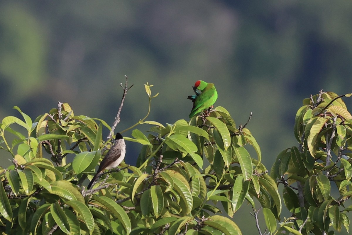 Sulawesi Hanging-Parrot - ML610193825