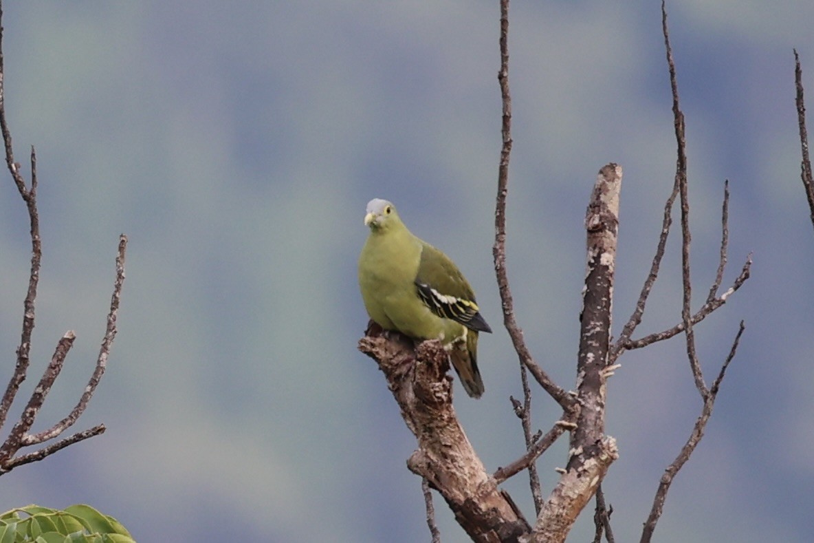 Gray-cheeked Green-Pigeon - ML610193865