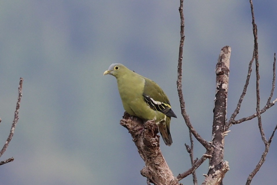 Gray-cheeked Green-Pigeon - ML610193866