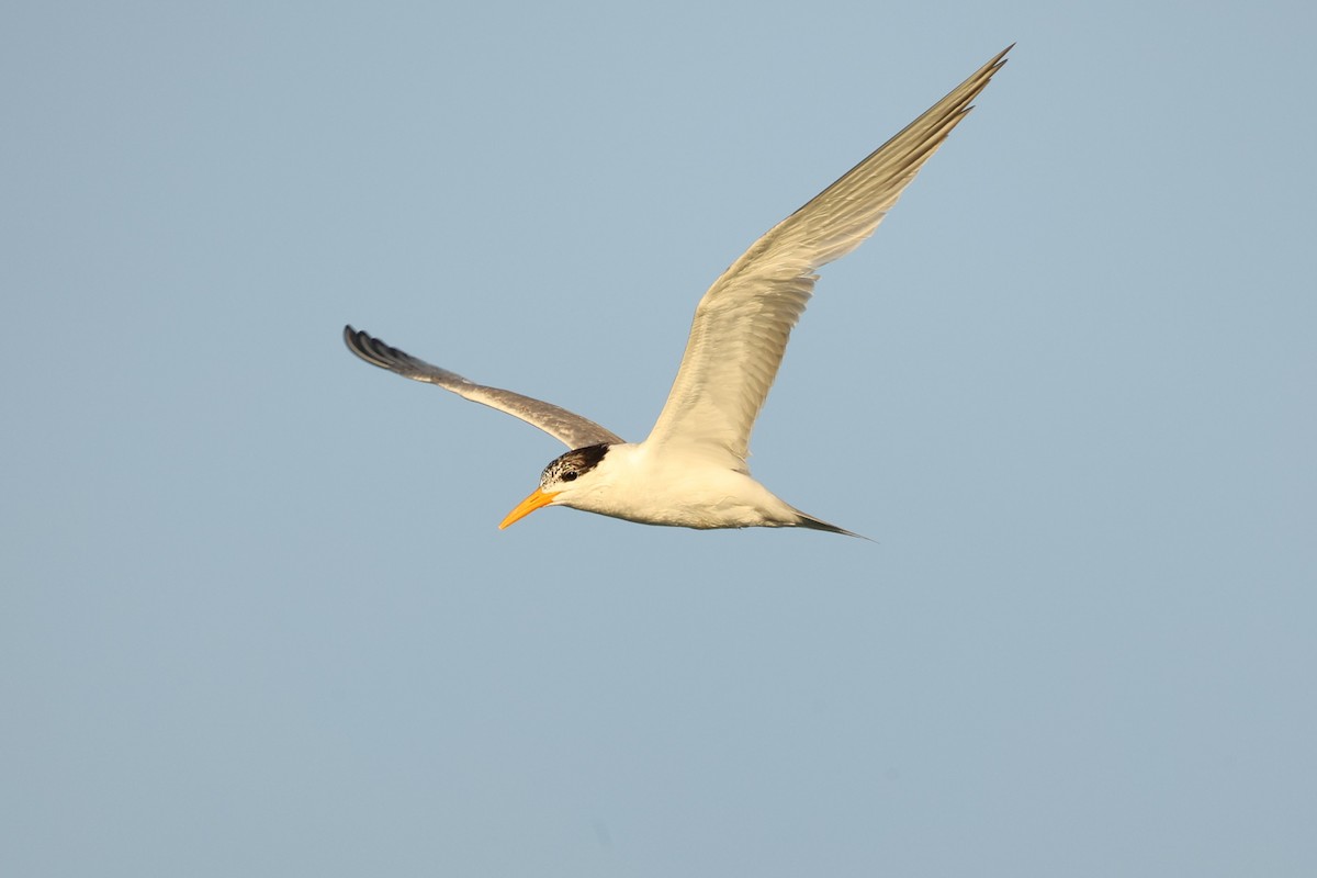 Lesser Crested Tern - ML610193935