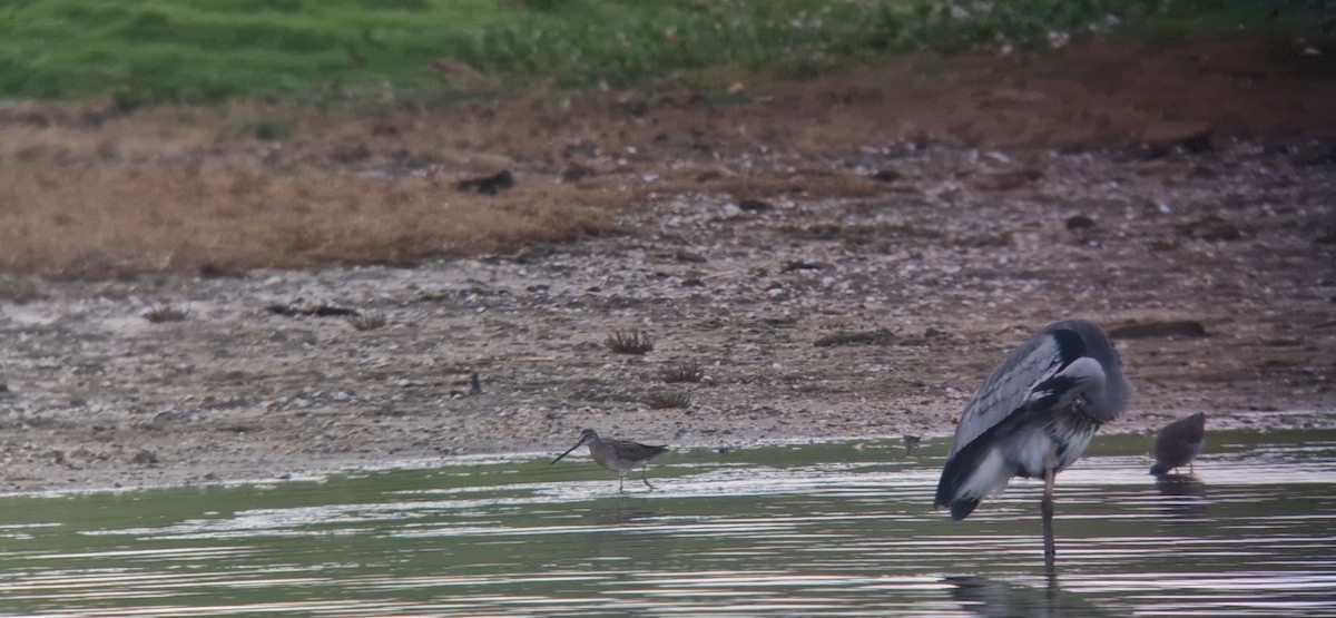 Long-billed Dowitcher - ML610194009