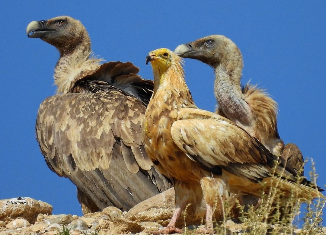 Egyptian Vulture - ML610194021