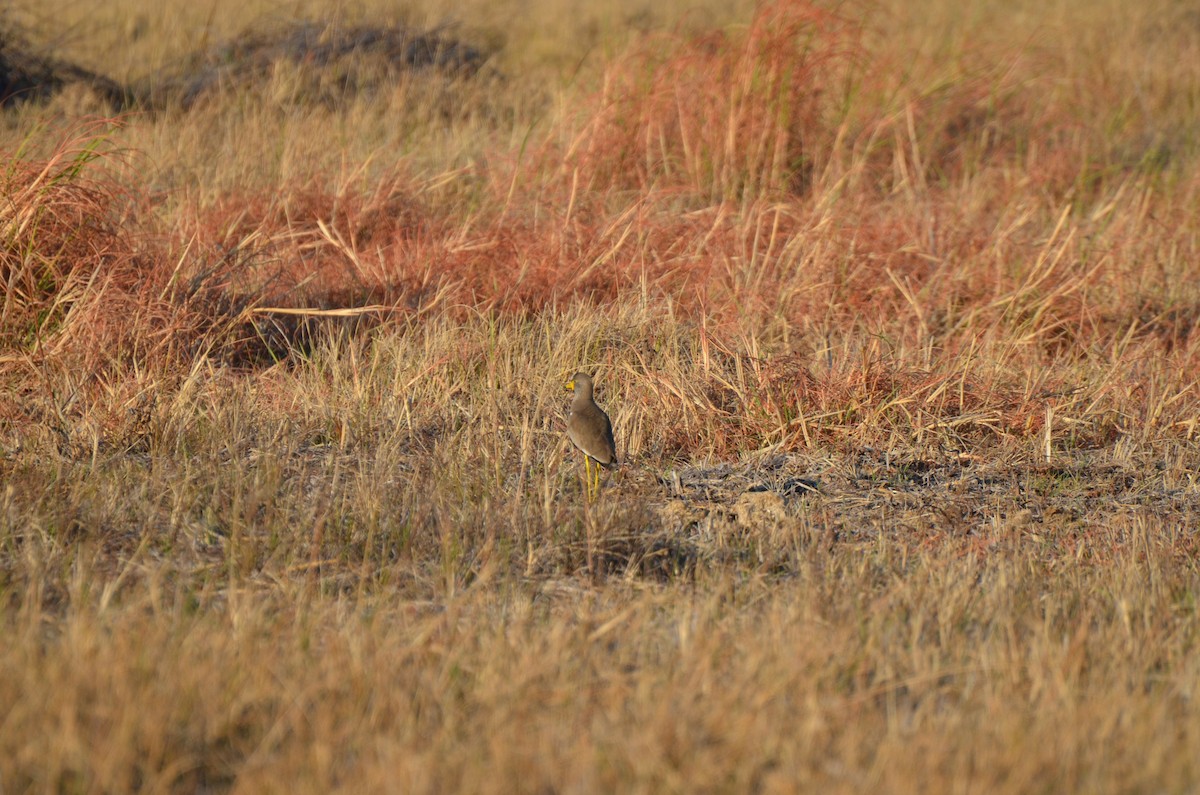 Wattled Lapwing - ML610194049